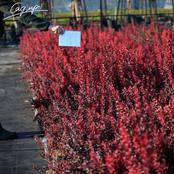 Барбарис Тунберга 'Red Rocket' #2, C3 40-60 - 6