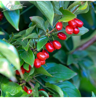 Кізіль звичайний