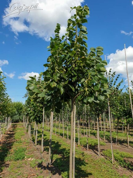 Липа кавказская #4, WRB 16--18 500+ St. 180 - 4 Липа кавказская #4, WRB 16--18 500+ St. 180 - 4