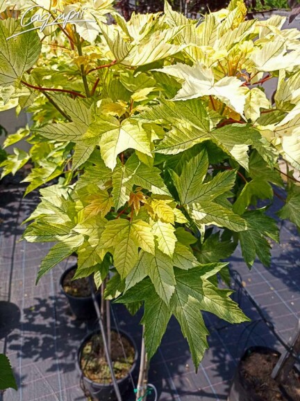 Клен 'Brilliantissimum' - 3