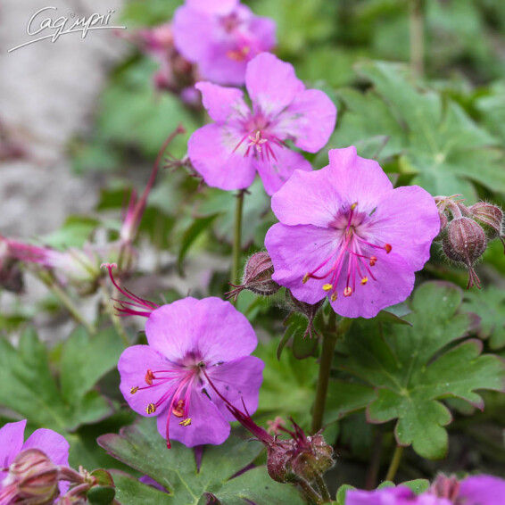 Герань кембріджська 'Karmina' - 2