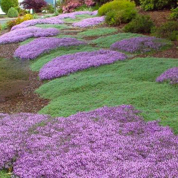 Тимьян ранний 'Pigmaeus' - 2