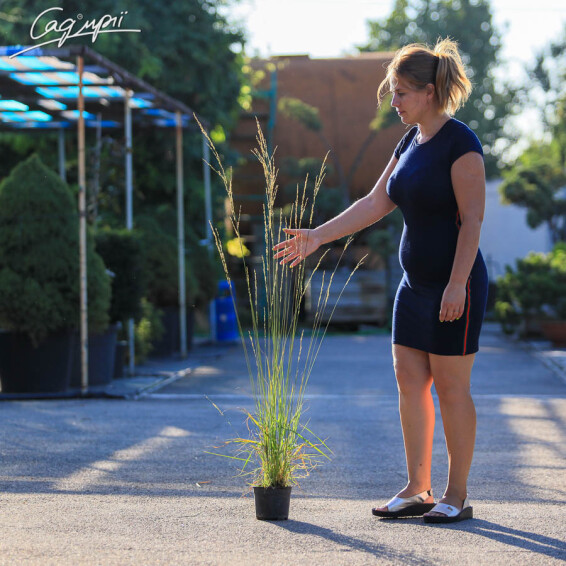Молінія блакитна 'Heidebraut' - 2