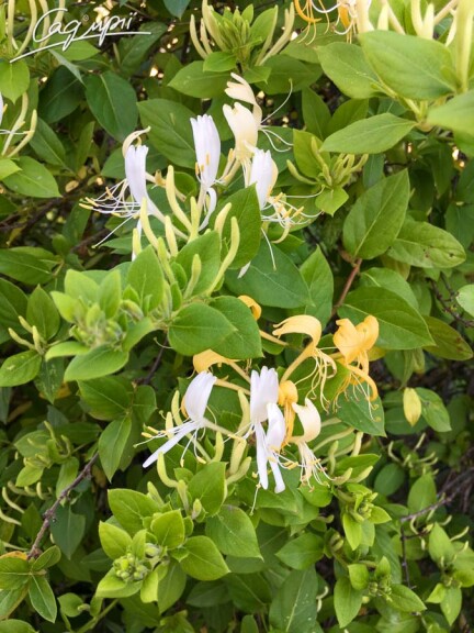 Жимолость японская 'Hall's Prolific' - 2