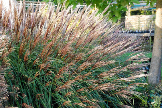 Міскантус китайський 'Krater', C3 - - 5