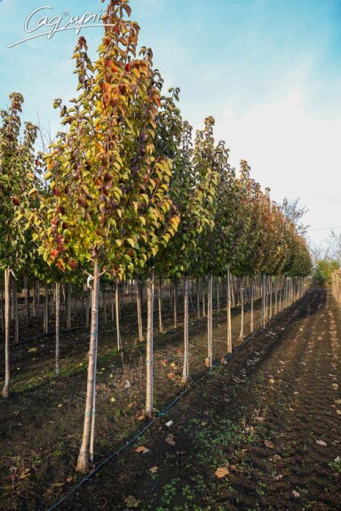Груша Каллеріана 'Redspire' #3, WRB 18--20 500+ St. 1/2 - 13