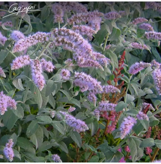 Мята длиннолистная 'Buddleia'