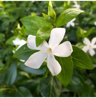 Барвінок великий 'Alba'