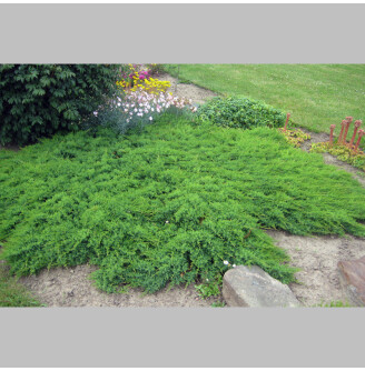 Можжевельник даурский 'Leningrad'