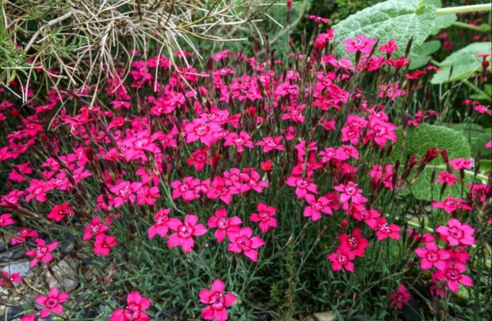 Багаторічні гвоздики — ідеальні рослини для сонячних місць Багаторічні гвоздики — ідеальні рослини для сонячних місць