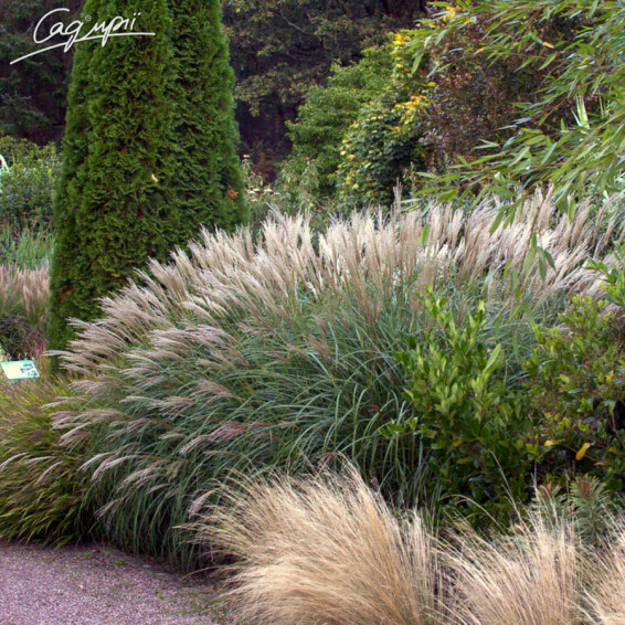 Мискантус китайский 'Yakushima Dwarf' - 1