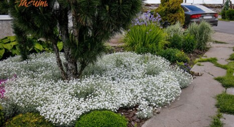 Ґрунтопокривні