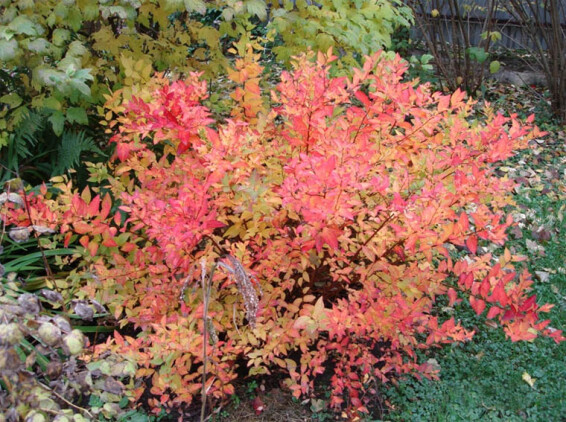 Спирея японская 'Firelight' #1, С3 - - 3