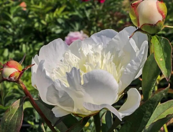 Півонія трав'яниста 'White' - 4