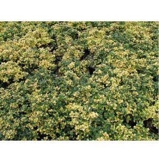 Чебрець цитриновий 'Doone Valley'