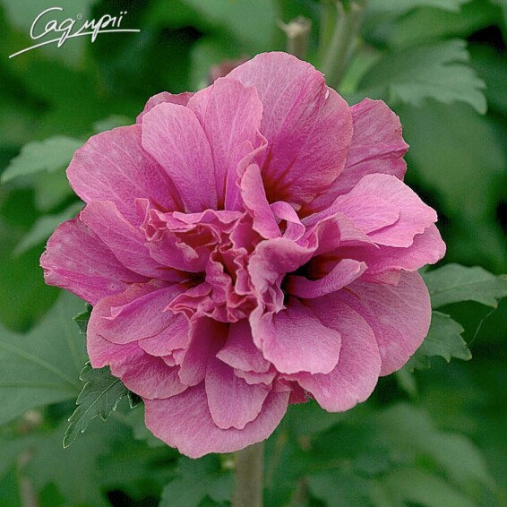 Гібіскус сірійський 'Duc de Brabant' - 1