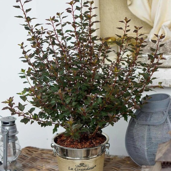 Пухироплідник калинолистний 'Little Joker' - 7