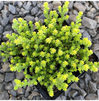 Очиток їдкий