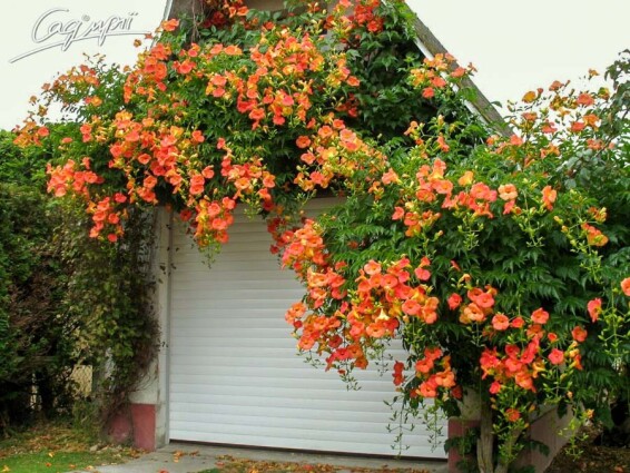 Кампсіс укорінливий 'Ursynow' - 1 Кампсіс укорінливий 'Ursynow' - 1