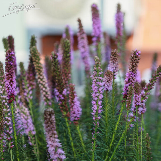 Ліатріс колосковий 'Kobold' - 5 Ліатріс колосковий 'Kobold' - 5