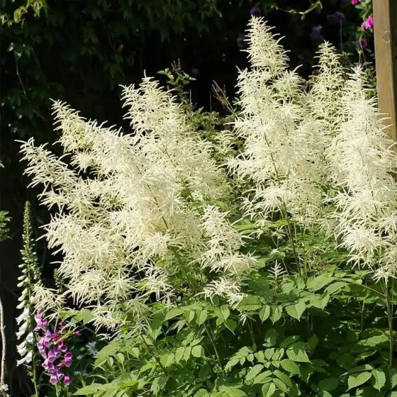 Волжанка двудомная - 5 Волжанка двудомная - 5