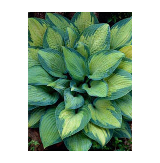 Хоста 'Paul's Glory'