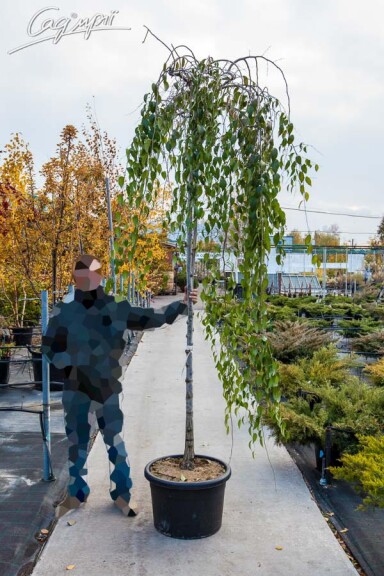 Вяз плакучий 'Mauro' - 4