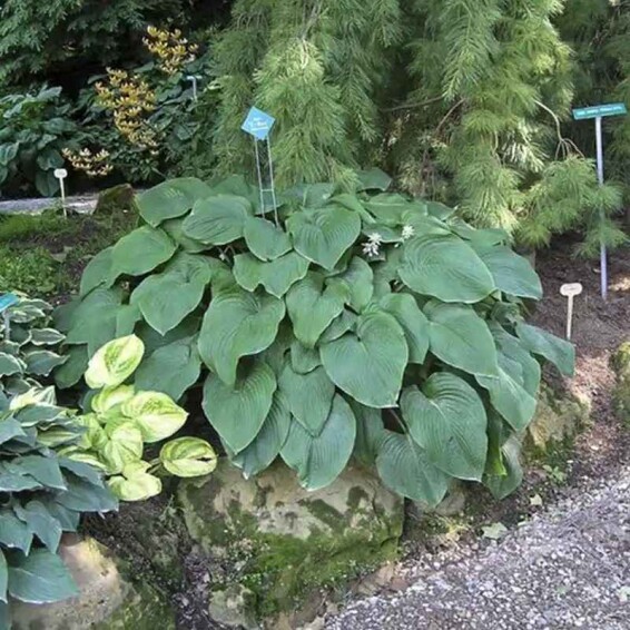 Хоста 'T Rex' - 2