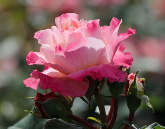 Роза английская парковая 'Augusta Luise' - 9