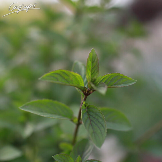 Мята перечная 'Chocolate' - 4 Мята перечная 'Chocolate' - 4