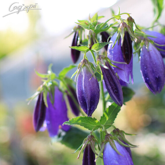 Дзвоник гібридний 'Sarastro' - 1