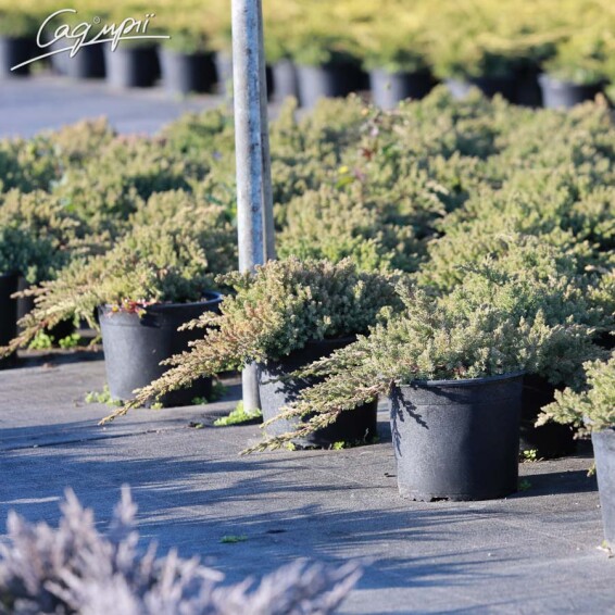 Ялівець лежачий 'Nana' - 7