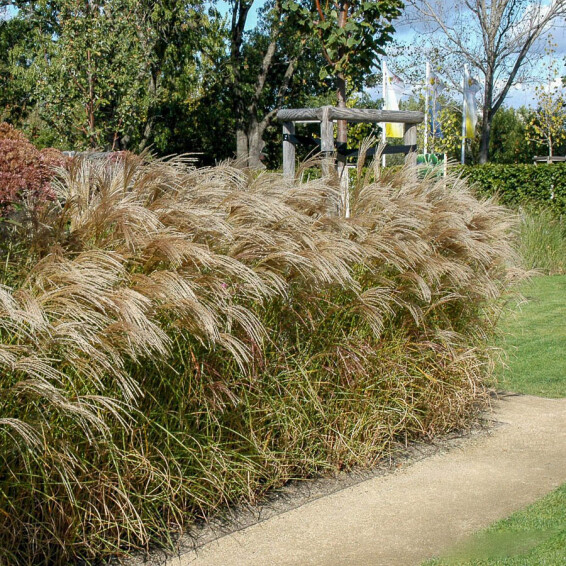 Міскантус китайський 'Flamingo', C3 - - 7