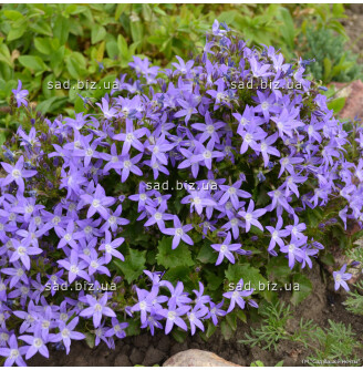 Дзвоник Пожарського