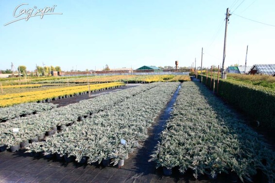 Ялівець горизонтальний 'Blue Chip' #1, C7 - 40-50 - - 1