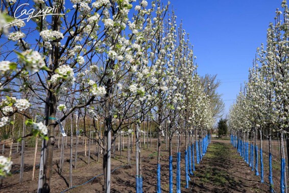 Груша Каллериана 'Redspire' - 15