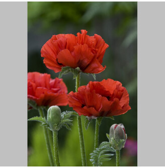 Мак східний 'King Kong'