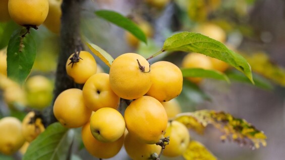 Золоті правила осінньої посадки плодових дерев, які варто знати садівникові