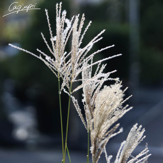 Міскантус китайський 'Ferner Osten' - 1