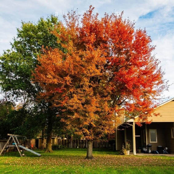 Клен Фримана 'Autumn Blaze' #1, С32 10--12 300-325 St. 180-200 - 1 Клен Фримана 'Autumn Blaze' #1, С32 10--12 300-325 St. 180-200 - 1