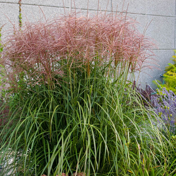 Міскантус китайський 'Red Chief' - 9