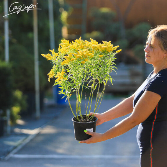 Золотушник звичайний 'Goldzwerg', C3 - - 3