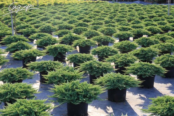 Можжевельник горизонтальный 'Prince of Wales' #1, C3 - - 6