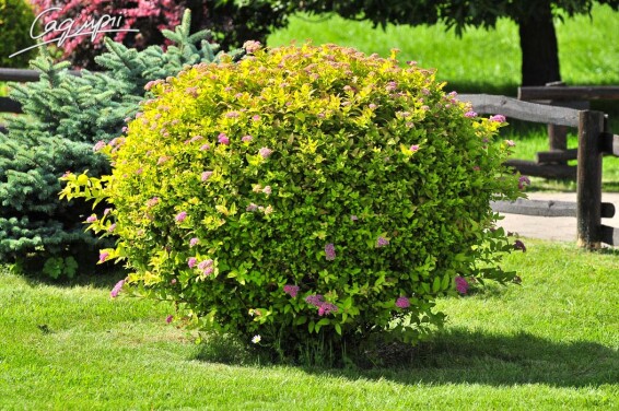 Спирея японская 'Golden Princess' #4, С2 - - 10