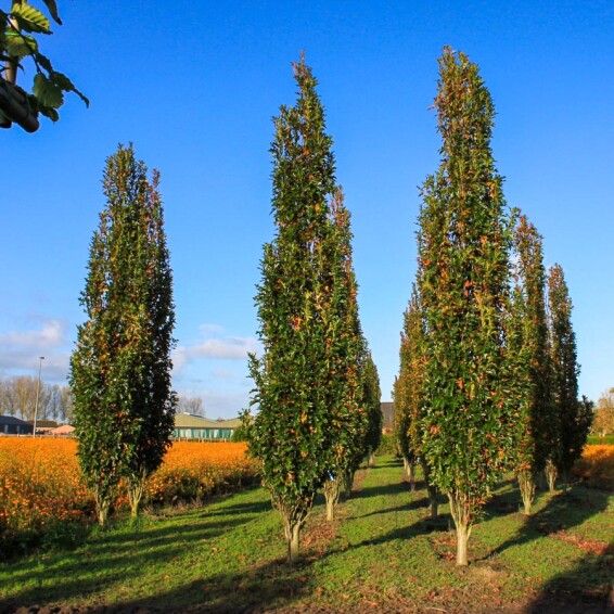 Дуб болотный 'Green Pillar' #1, C43 8--10 250-300 St. 150-175 - 2