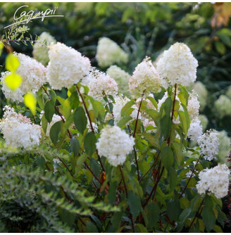 Гортензія волотиста 'Diamantino'®