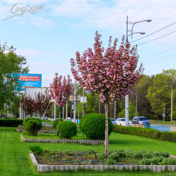 Сакура дрібнозубчаста 'Royal Burgundy' #20, C32 10--12 250-300 St. 180-200 - 1