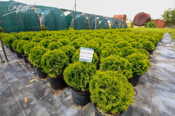 Туя западная 'Danica' - 2