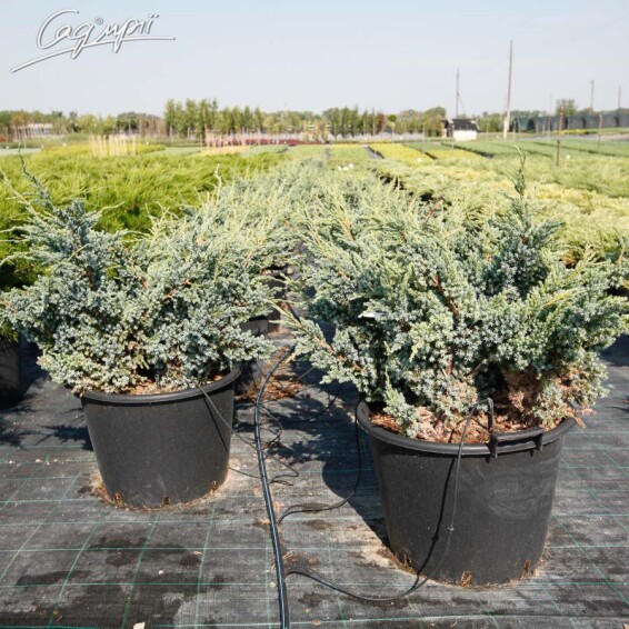 Можжевельник чешуйчатый 'Meyeri' - 2