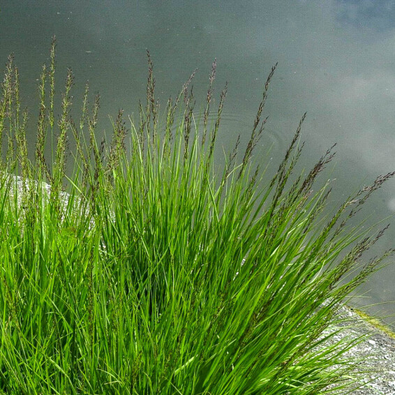 Молінія голуба 'Moorhexe' - 4 Молінія голуба 'Moorhexe' - 4